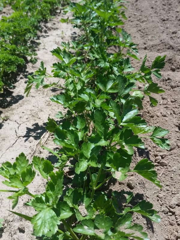 Parsley, flat leaf -- one bunch -- The Mad Farmers' Garden
