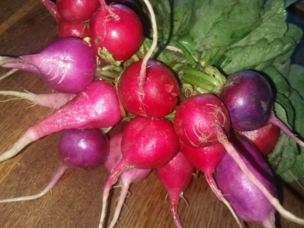 Radish, Salad Mix -- bunch -- Mad Farmers' Garden