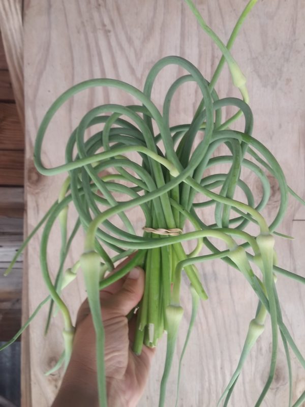 Garlic Scapes -- Bunch of 10 -- The Mad Farmers' Garden