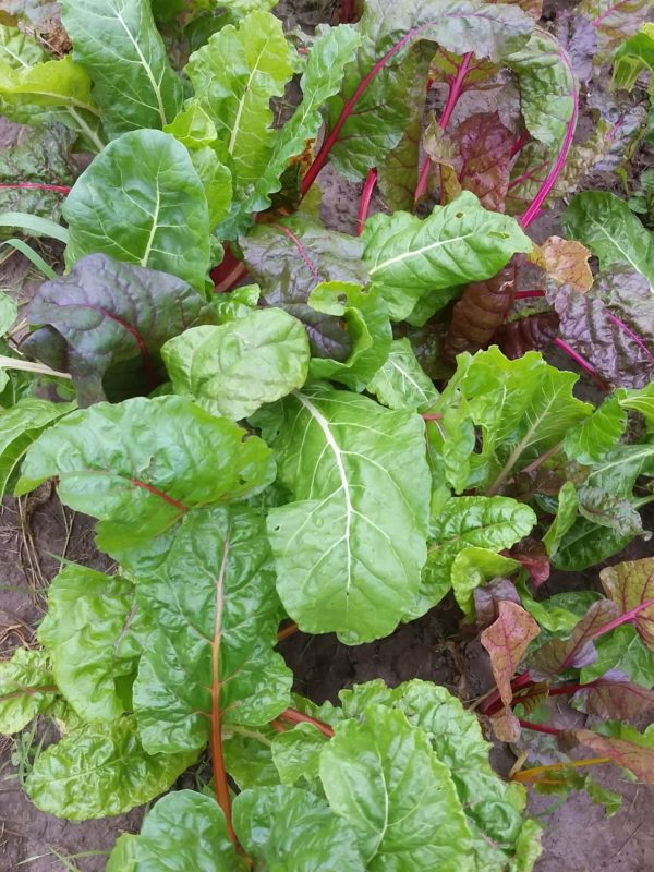 Swiss Chard, Bright lights -- bunch -- Mad Farmers' Garden