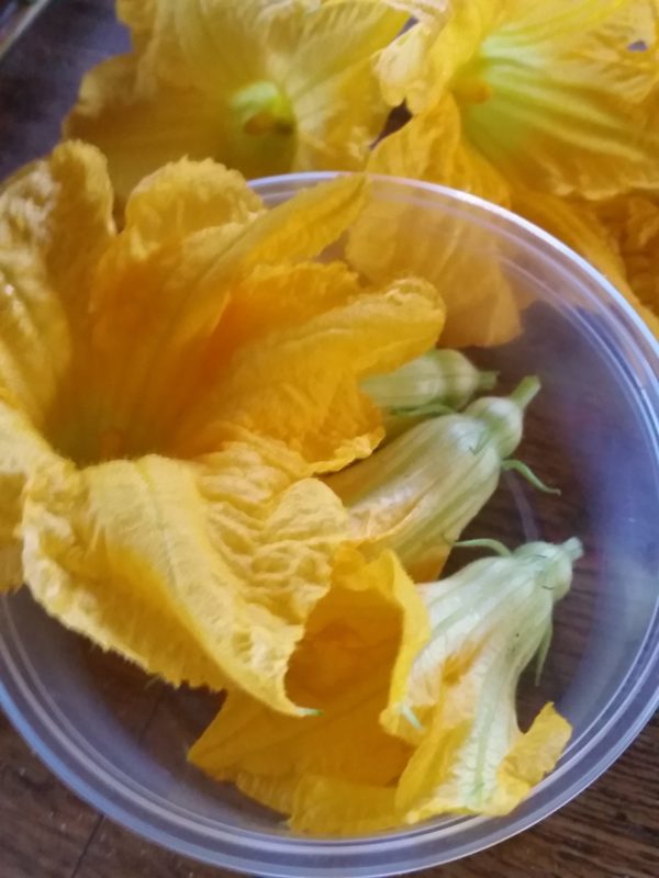 Squash Blossoms -- 8 flowers -- The Mad Farmers' Garden