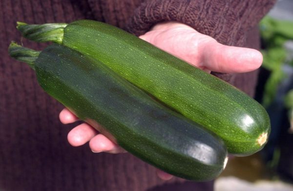 Zucchini, classic Italian -- single medium sized -- the Mad Farmers Garden