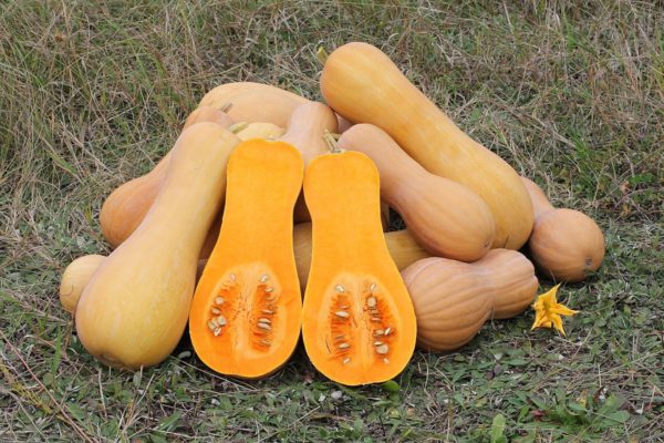 Winter Squash, Butternut- each- the Mad Farmers Garden