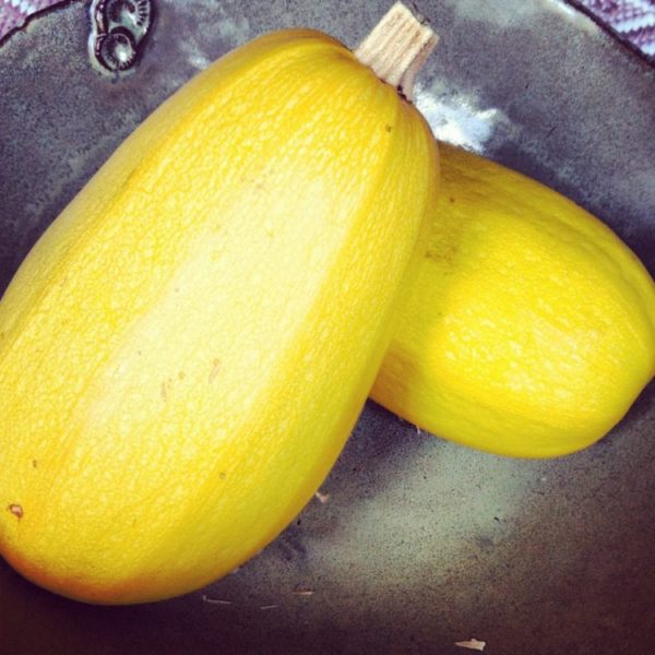 Winter Squash, Spaghetti - one- Mad Farmers Garden