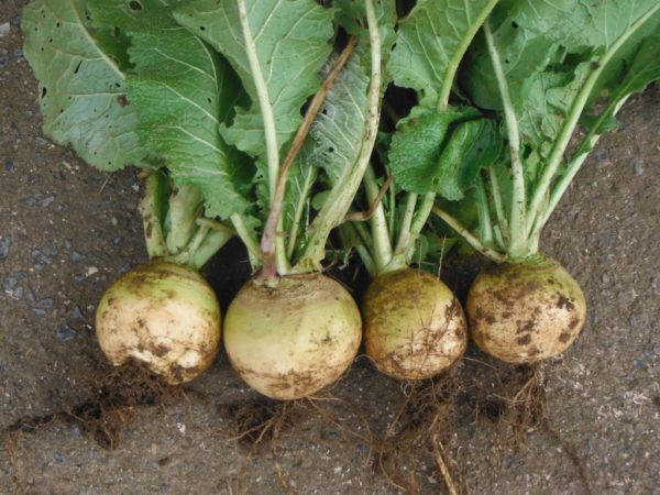 Turnip, golden -- quart -- the Mad Farmers' Garden
