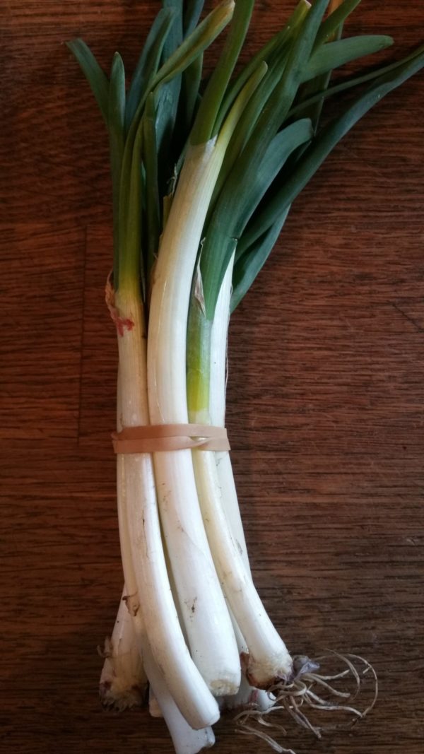 Onions, green -- bunch -- The Mad Farmers' Garden