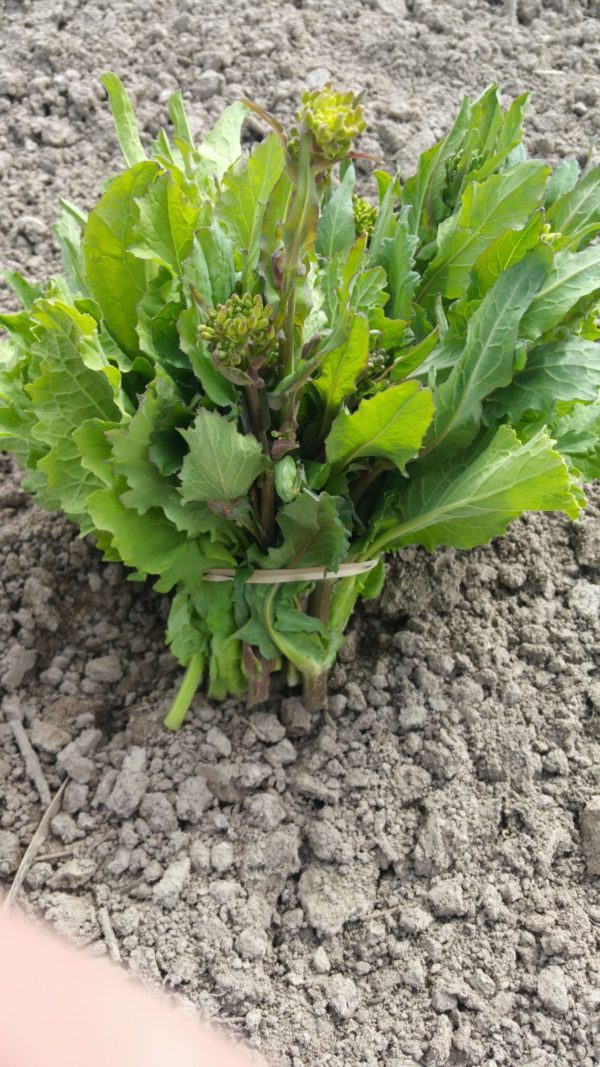 Rapini - bunch - the Mad Farmers' Garden
