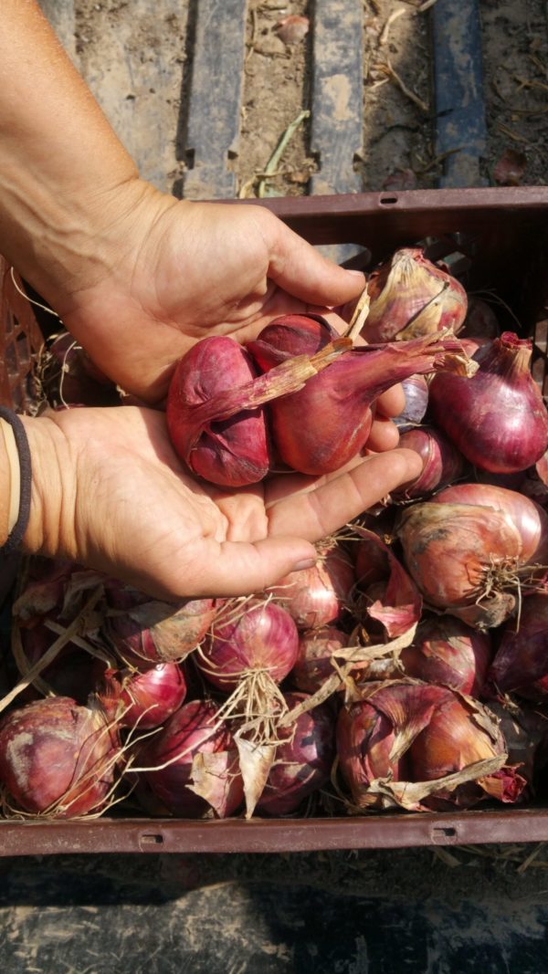 Shallot, red -- 1/2 lb -- the Mad Farmers' Garden