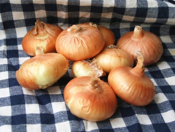 Onions, Borettana Cipollini -- 1 lb -- The Mad Farmers' Garden