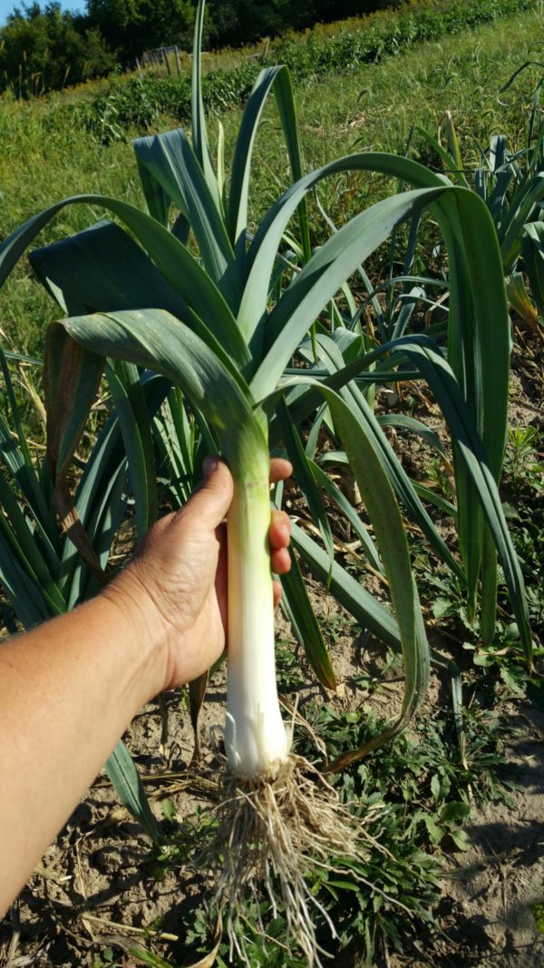 Leek, single -- The Mad Farmer's Garden