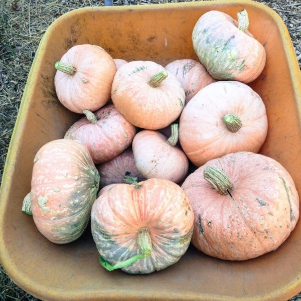 Winter Squash, Lower Salmon River -- one -- The Mad Farmers Garden