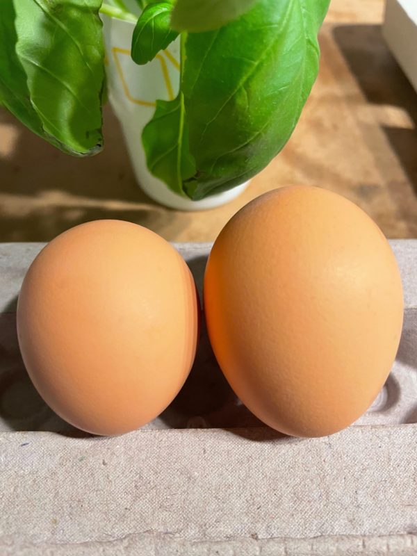 Eggs, **MEDIUM** Brown Chicken-- One Dozen-- Crandall Farms