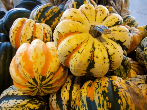 Winter Squash, Carnival -- one -- The Mad Farmers' Garden