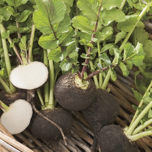 Radish, Black Round Spanish (winter) -- large -- The Mad Farmers Garden