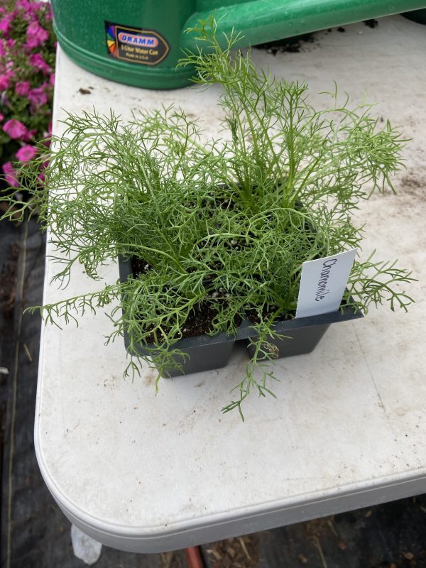 Herb Plant Start, Chamomile, 6-pack - Never Dun Growing Co
