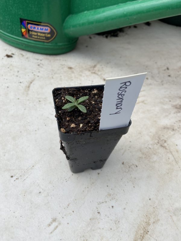 Herb Plant Start, Rosemary, Single Plant- Never Dun Growing Co