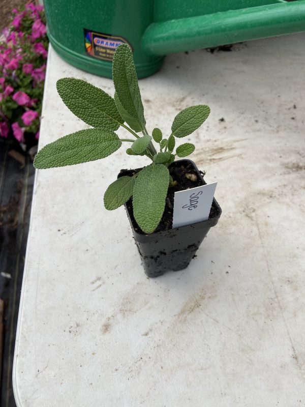 Herb Plant Start, Sage, Single Plant - Never Dun Growing Co