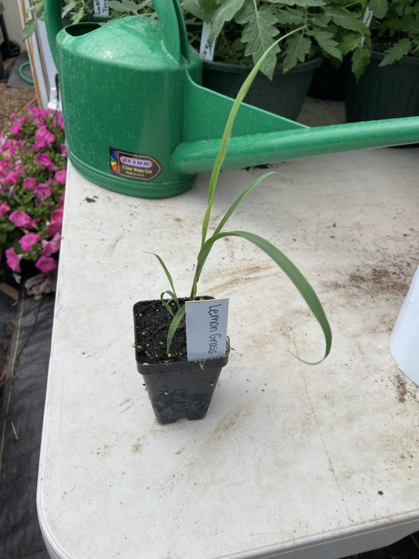 Herb Plant Start, Lemon Grass, Single Plant - Never Dun Growing Co.