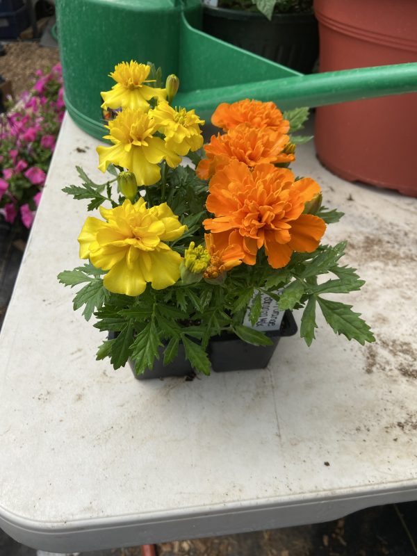 Marigold Plant Starts, Marigold Mix, 6 pack- Never Dun Growing Co.