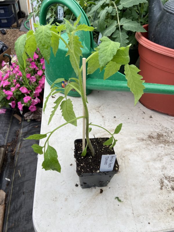 Tomato Plant Start, Amish Paste, Single Plant- Never Dun Growing Co.