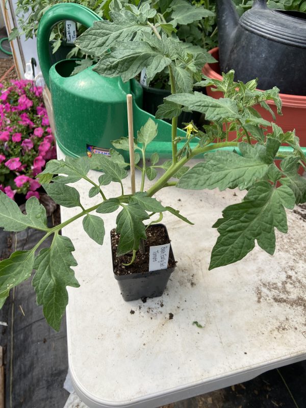 Tomato Plant Start, Bush Early Girl - Never Dun Growing Co