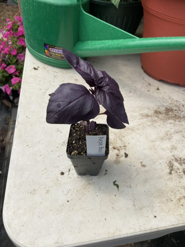 Herb Plant Start, Purple Basil, Single Plant - Never Dun Growing Co