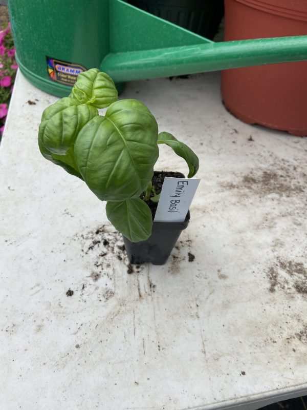 Basil Plant Starts, Emily Basil - Never Dun Growing Co