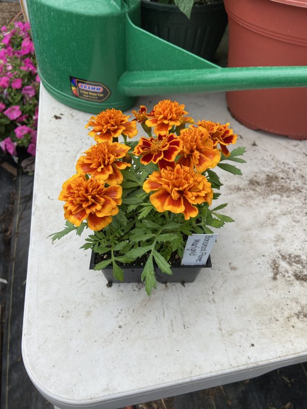 Marigold Plant Starts, Bonanza Flame, 6 pack - Never Dun Growing Co