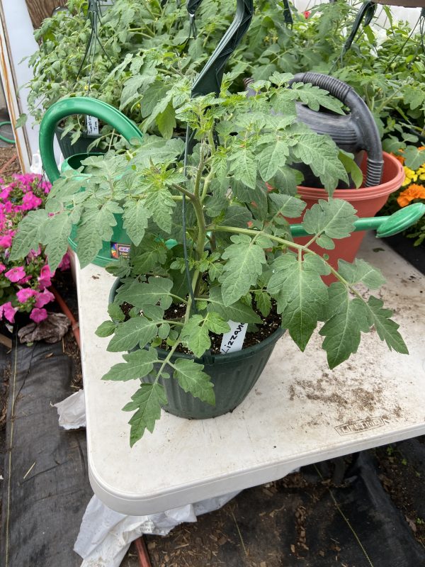 Trailing Tomato Plant, Lizzano, Hanging Basket - Never Dun Growing Co