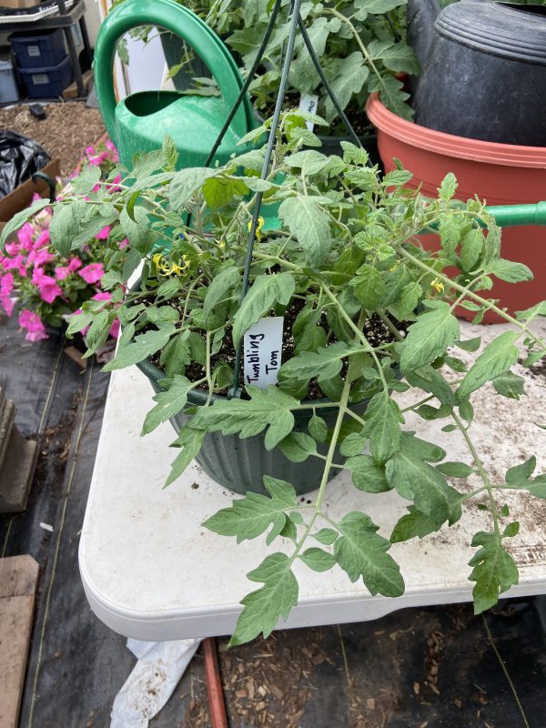 Trailing Tomato Basket, Tumbling Tom, Single Pack - Never Dun Growing Co.