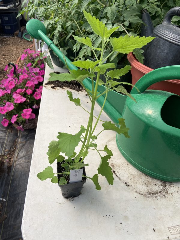 Herb Plant Start, Catnip, Single Plant- Never Dun Growing Co