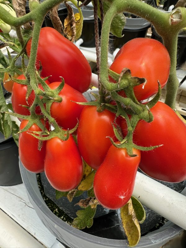 Tomatoes- Roma- Crandall Farms