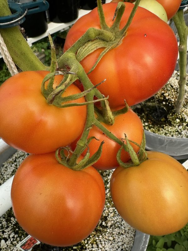 Tomatoes-Jet Star- Crandall Farms