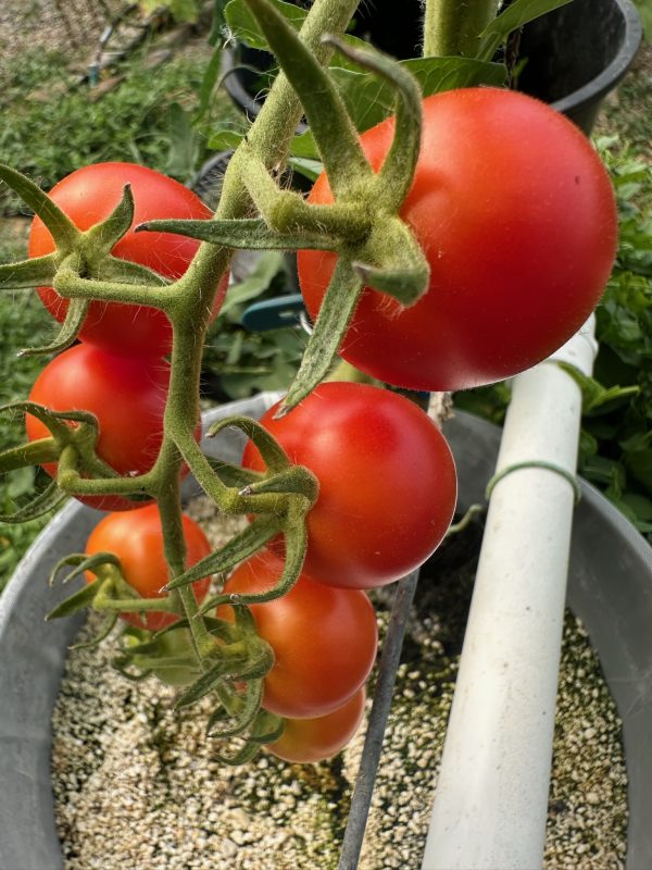 Tomatoes- Red Cherry- Crandall Farms